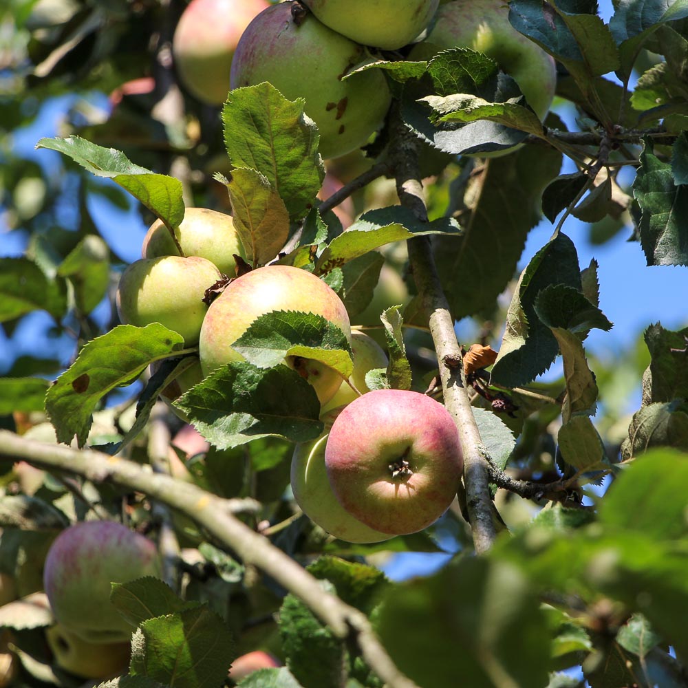 Äpfel von der Streuobstwiese im Freilandmuseum Lehde Foto- Museum OSL.jpg