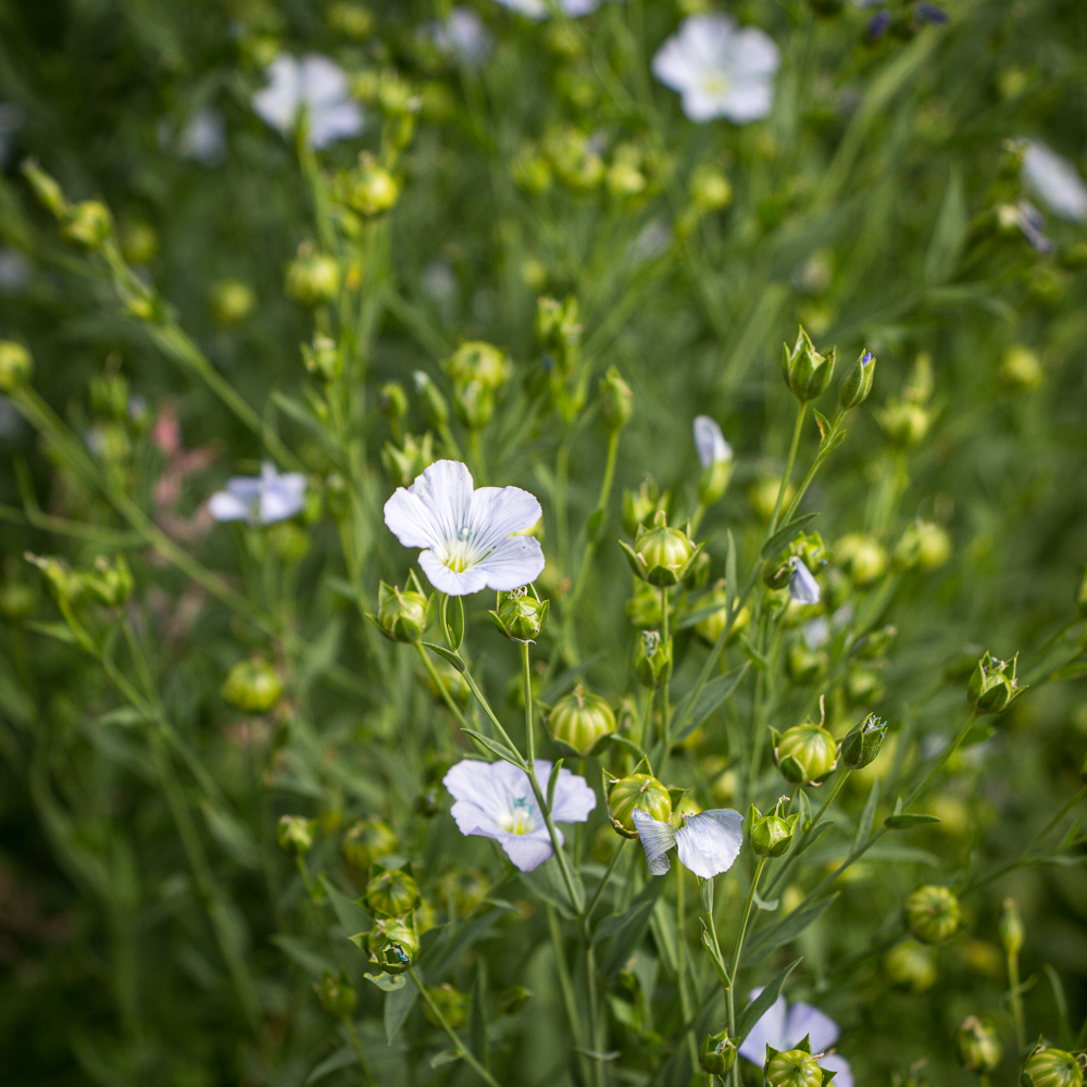 lachsblühte Foto- Museum OSL